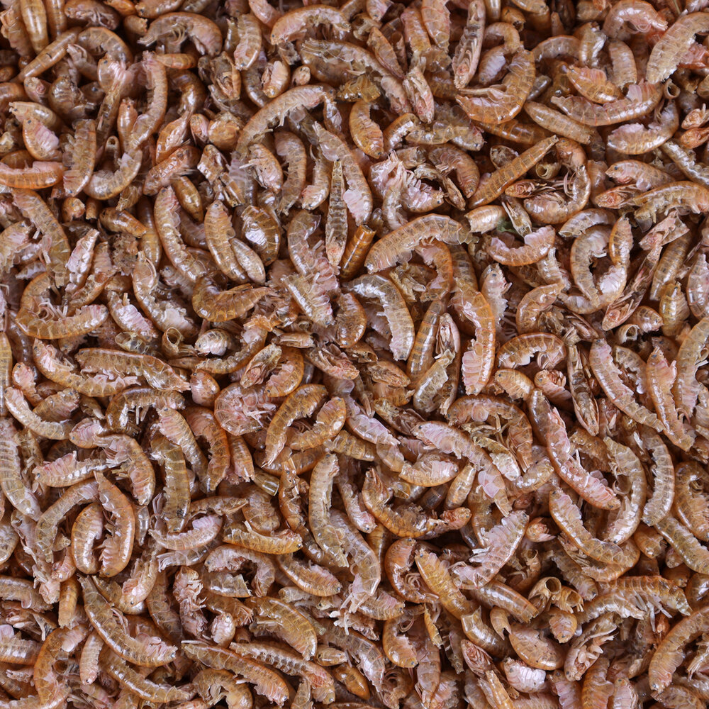 Voeding Gammarus Bruin