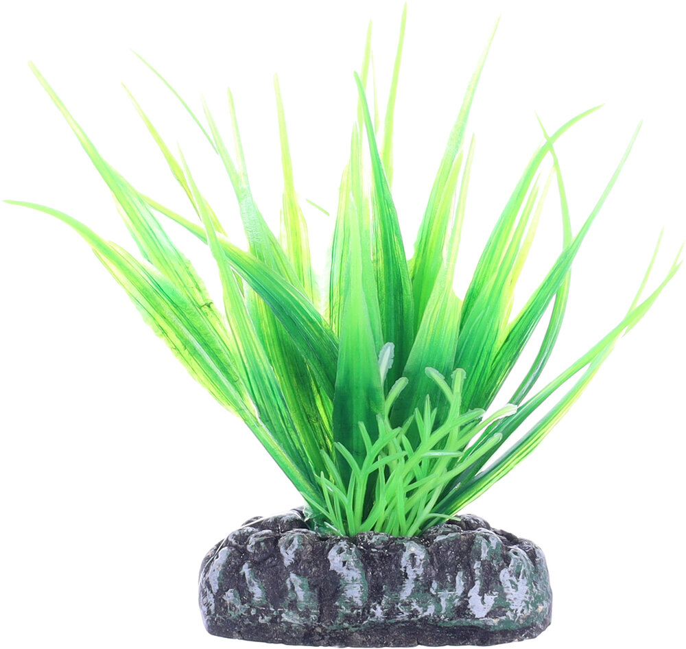 Decoratie Fiji Meerdere uitvoeringen Plant