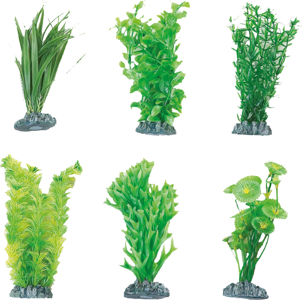 Decoratie Fiji Meerdere uitvoeringen Plant