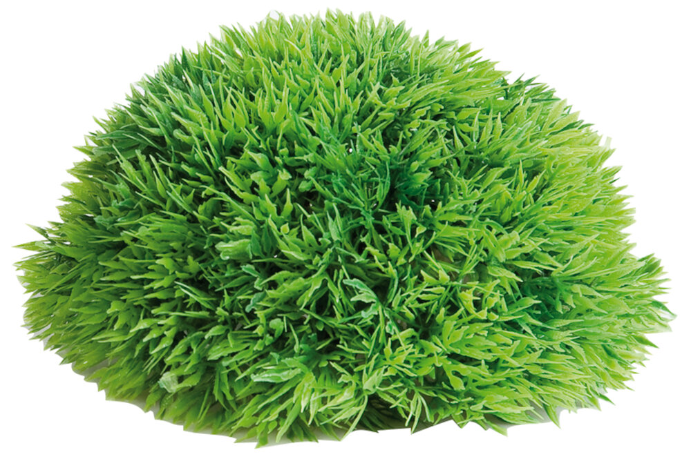 Decoratie Groen Plant