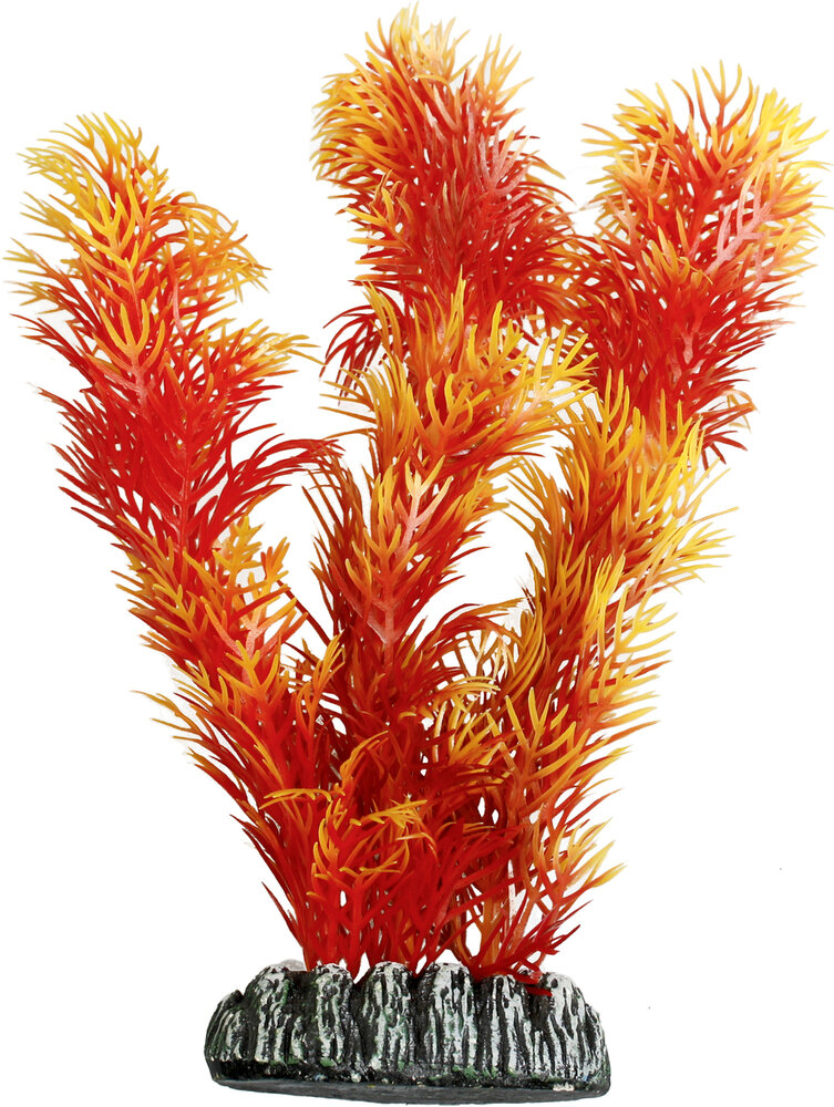 Decoratie Cuba Oranje Plant