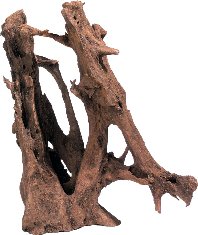 Decoratie Mangrove Bruin Mangrove wortel
