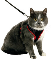 Harnas met looplijn voor kittens Harms Zwart &amp; Rood