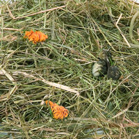 Snack Berghooi met goudsbloem