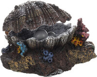 Decoratie Bruin Schelp