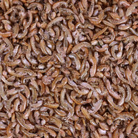Voeding Gammarus Bruin