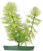 Decoratie Meerdere kleuren Plant