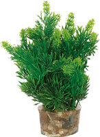 Decoratie Meerdere kleuren Plant