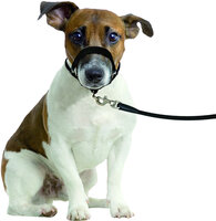 Hoofdhalsband Easy Leader Zwart