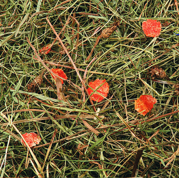 Snack Berghooi met wortel