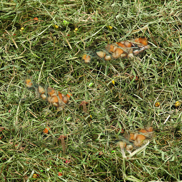 Snack Berghooi Tarwe &amp; Ma&iuml;s