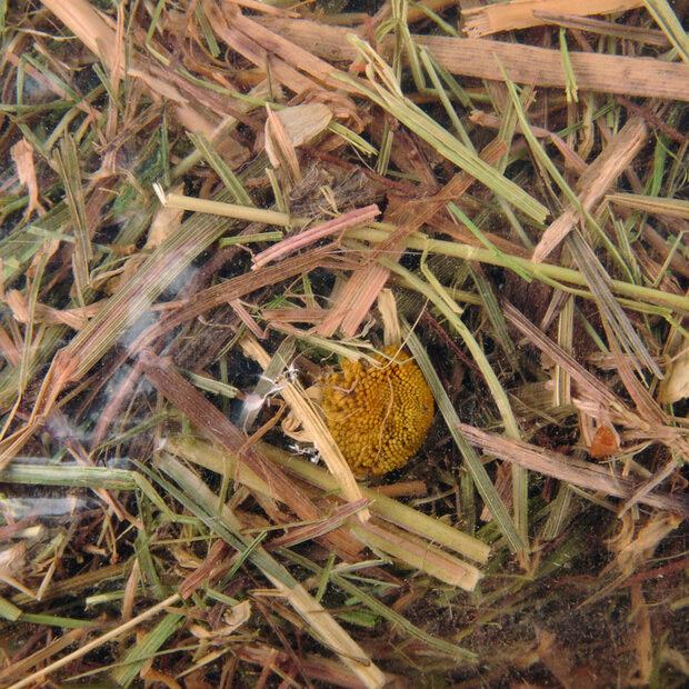 Snack Berghooi Kamille