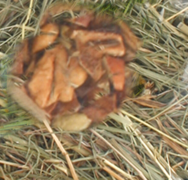 Snack Berghooi met appel