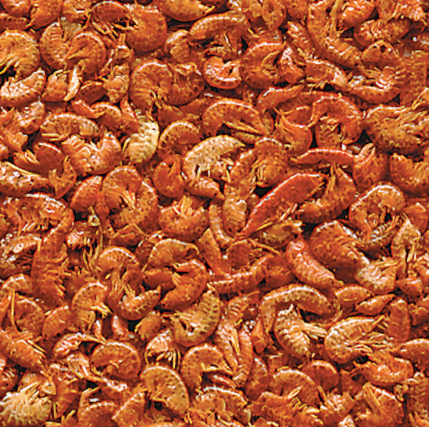 Voeding Gammarus Bruin