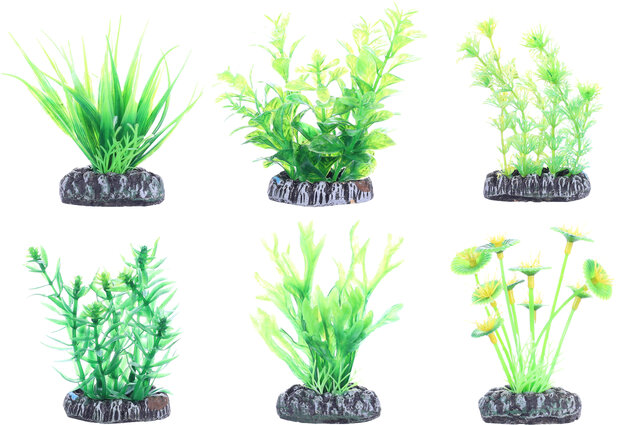 Decoratie Fiji Meerdere uitvoeringen Plant