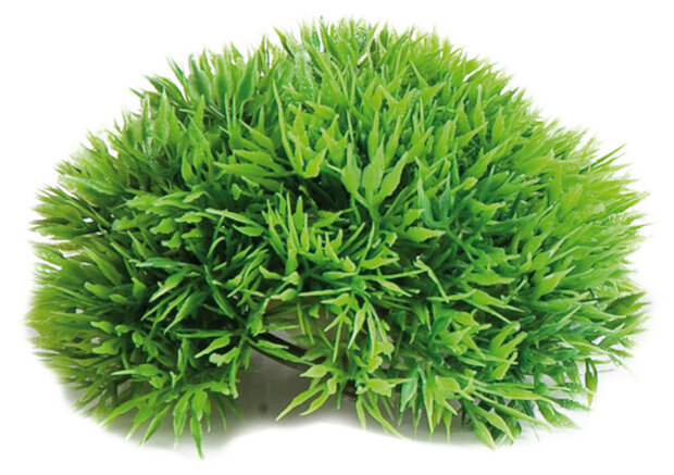 Decoratie Groen Plant