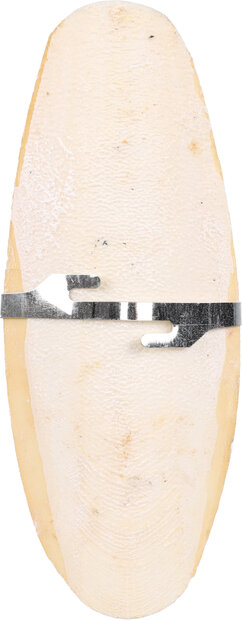 Sepia schelp Becco Wit