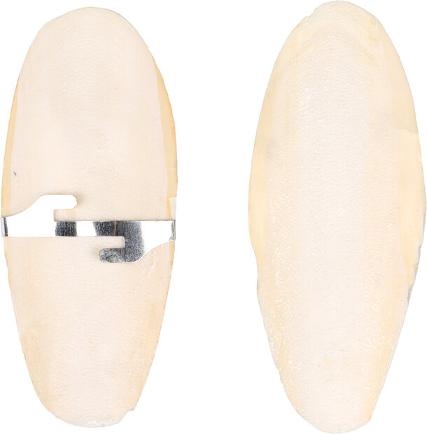 Sepia schelp Becco Wit