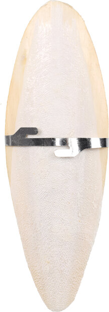 Sepia schelp Becco Wit