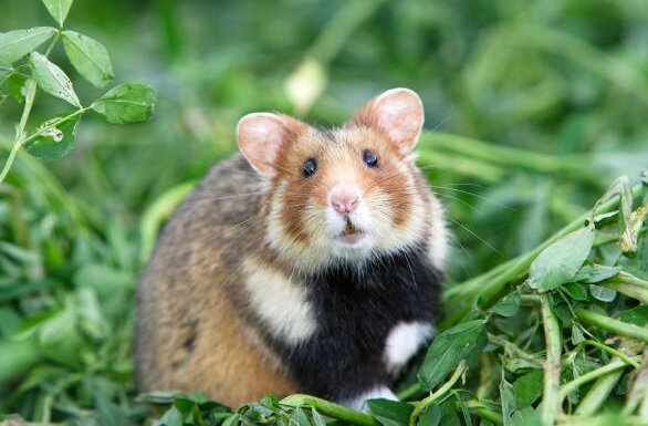 Alles voor je knaagdier