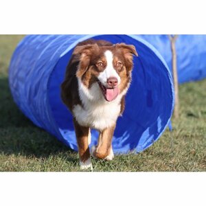 AGILITY TUNNEL - 5 METER