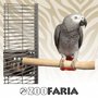 ZooFaria Java Single Perch Medium